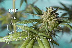 Delta 9 THC: A Buyer’s Guide to Understanding Potency and Quality - Kingdom Wellness & Dispensary